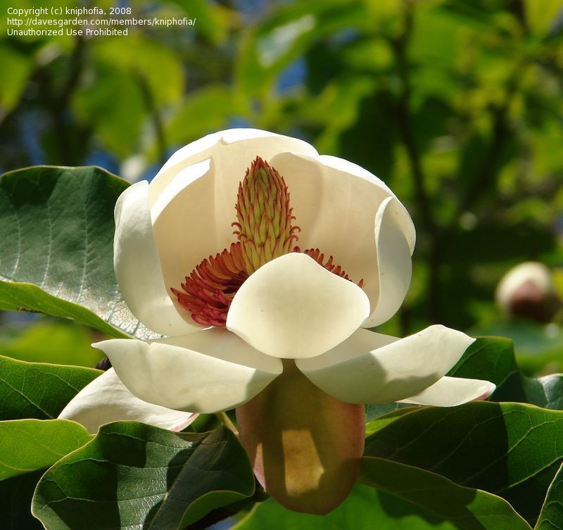 ماگنولیا ویسنری